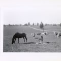 The Evolution of Agriculture in Fairfax County, Virginia: A Firsthand Perspective
