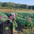 The Thriving Partnership between Farmers and Local Businesses in Fairfax County, Virginia
