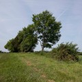 The Thriving Agriculture Industry in Fairfax County, Virginia
