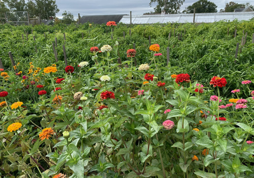 Unlocking the Potential of Agriculture in Fairfax County, Virginia
